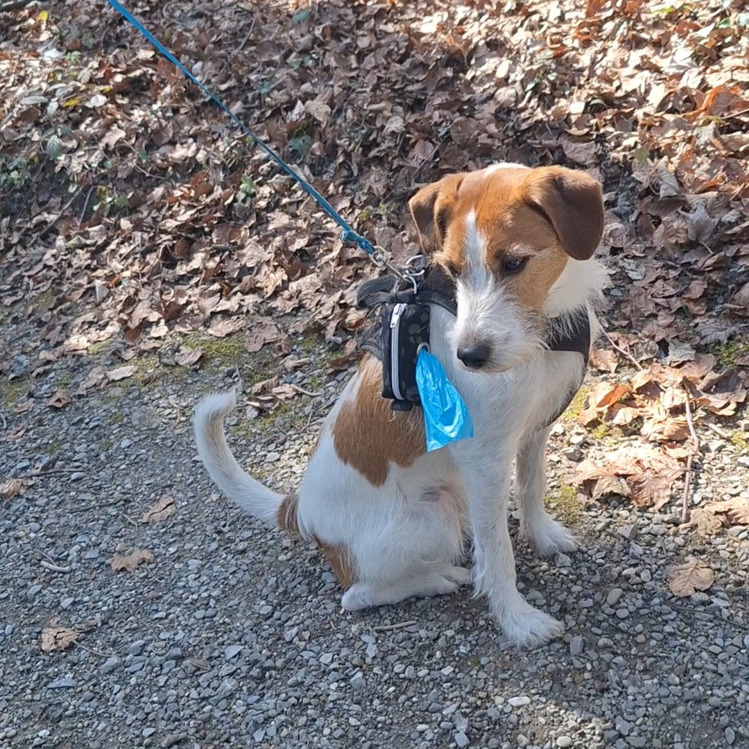 Gassi Täschchen